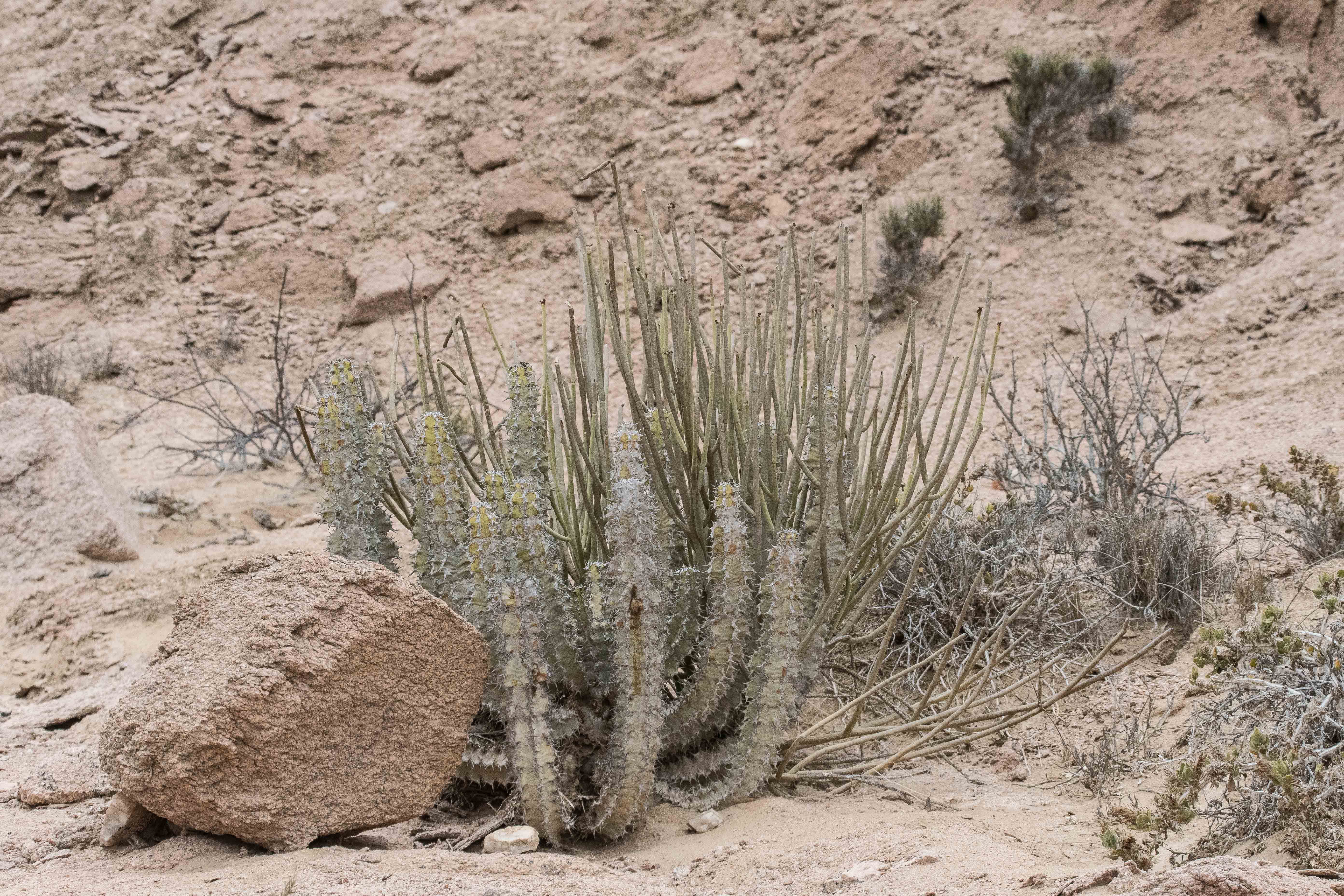 Euphorbe vireuse (Euphorbia virosa) encore jeune, Vallée de l'Hoarusib, Parc National de la Côte des Squelettes, Namibie.